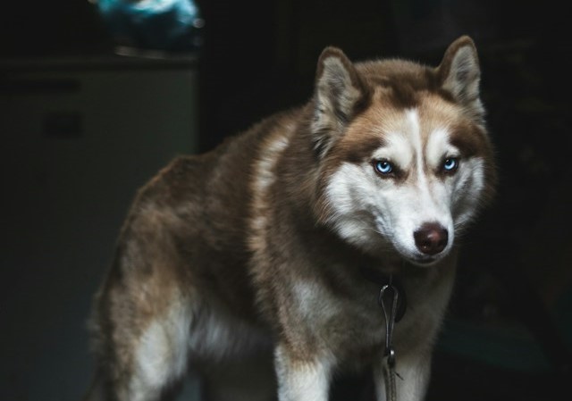 10-dog-breeds-to-avoid-with-children-at-home