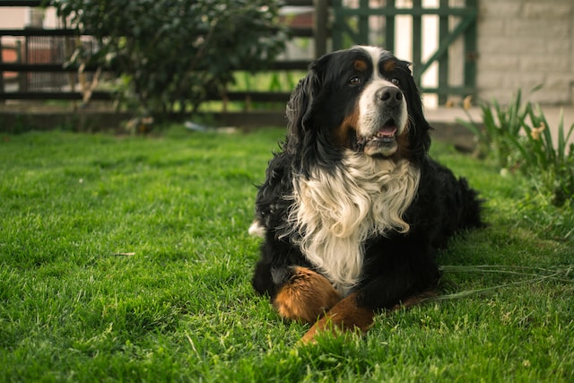 the-most-beloved-names-for-dog-owners